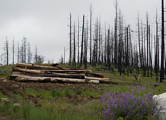 Rim Fire Mather Rd (#0621)