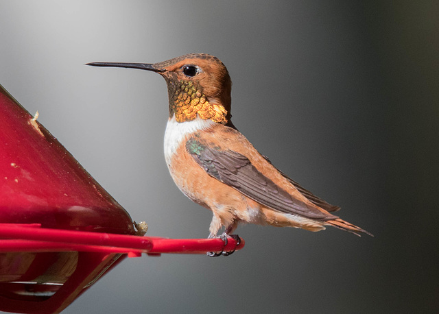 Rufous Hummingbird