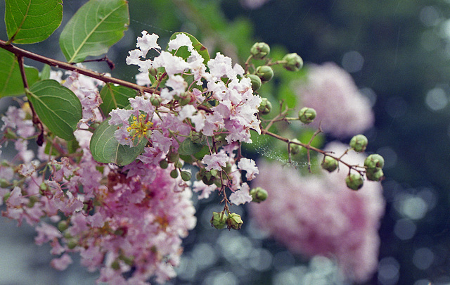 Crepe-Myrtle