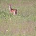 White-tailed Deer