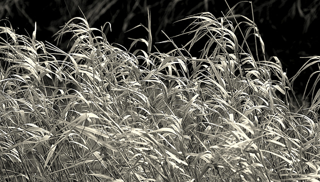 Phragmites