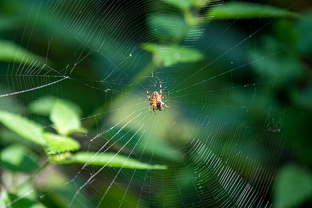 Spider and web