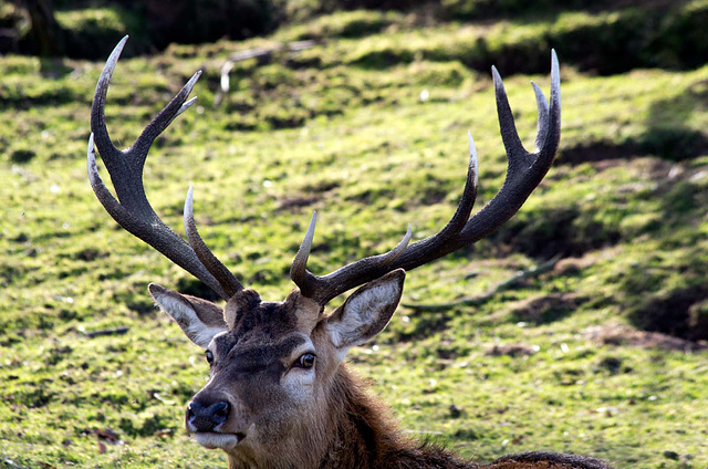 Stag (2)