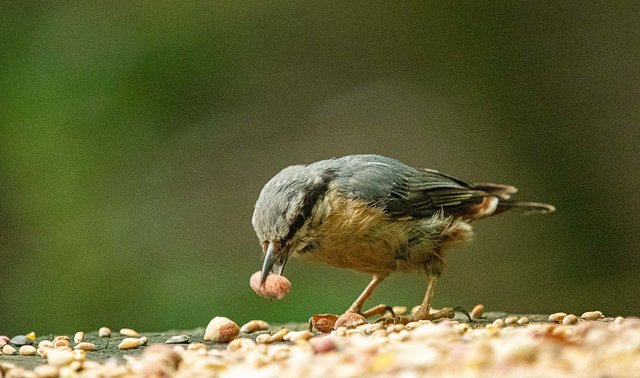 Nuthatch