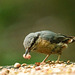 Nuthatch