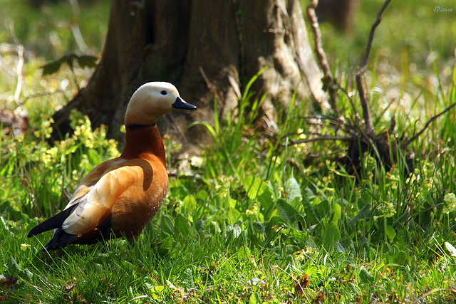 Ogar ou canard rouge