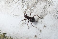 20200609 8200CPw [D~LIP] Weichwanze (Systellonotus triguttatus), Bad Salzuflen