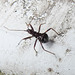 20200609 8200CPw [D~LIP] Weichwanze (Systellonotus triguttatus), Bad Salzuflen