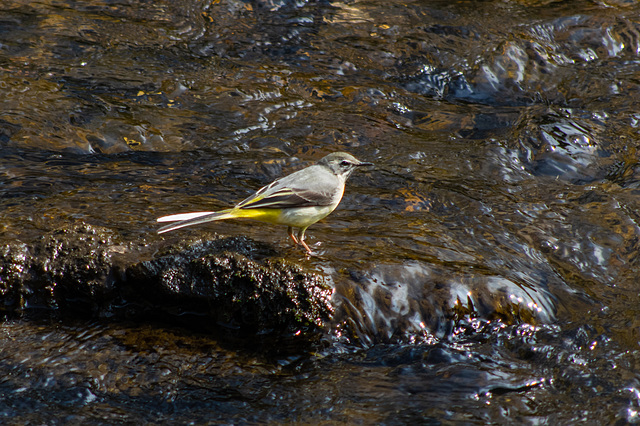 Grey Wagtails at Shepleys (2 of 2)