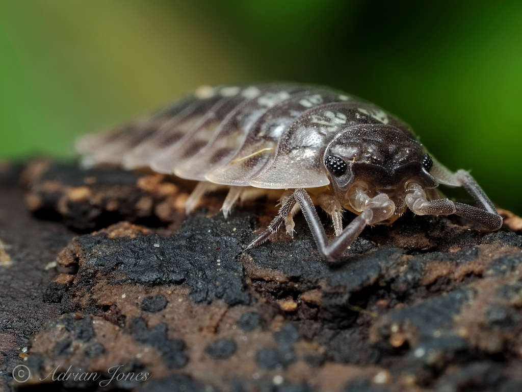 Woodlouse