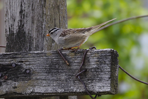 White-crowned Sparrow