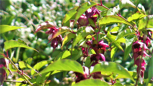 The Himalayan honeysuckle is plentiful