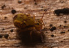 IMG 7355 Springtail