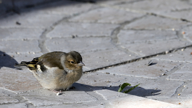 Bébé Pinson Bébé Pinson