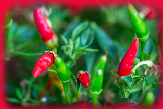 252-365, hot und spicy