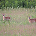 White-tailed Deer