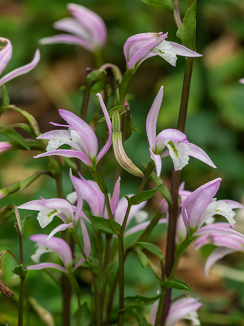 Triphora trianthophorus (Three-birds orchid) - large group