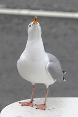 When the gull looks high, The snowstorm be nigh