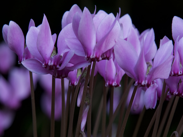 Cyclamen hederifolium