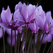 Cyclamen hederifolium