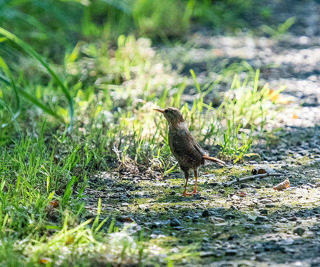 Wren