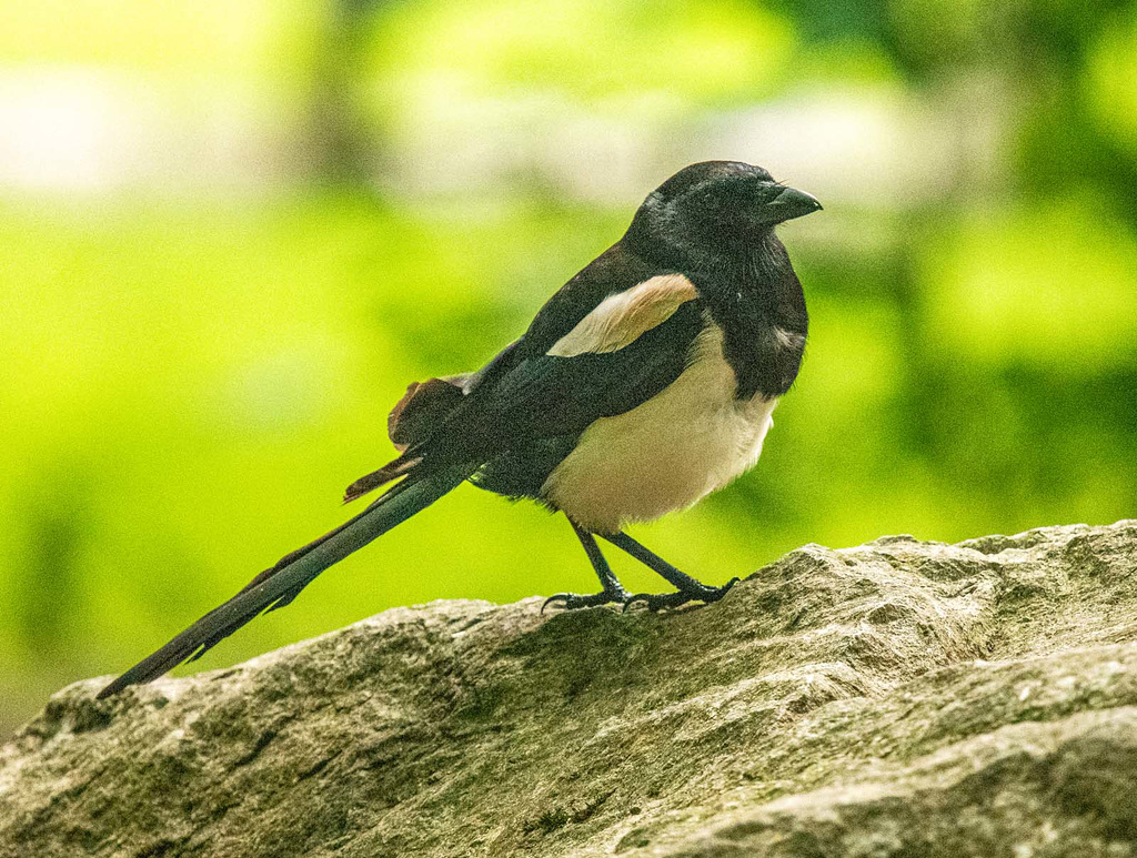 Magpie
