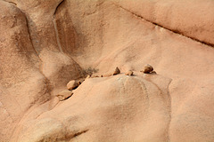 Namibia, Small Stones and Tiny Tree on the Granite Surface of Spitzkoppe