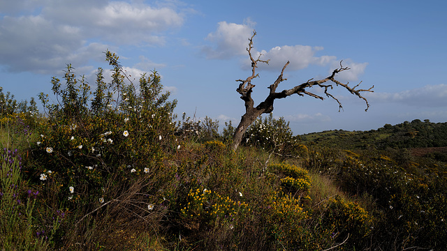 Penedos, Dead tree