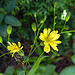 20200609 8205CPw [D~LIP] Blume, Bad Salzuflen