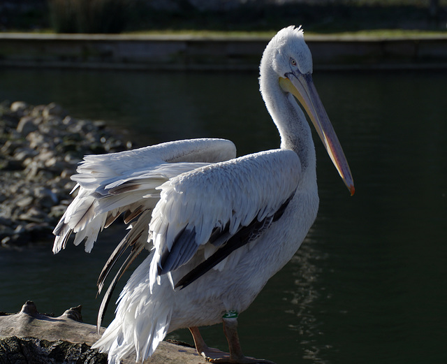 Dalmatian pelican