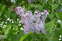 Lilas de mon épouse