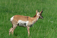 The other side 1/2 pronghorn