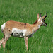 The other side 1/2 pronghorn