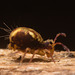 IMG 7361 Springtail-1