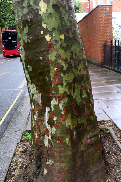 IMG 3201-001-London Plane