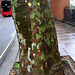 IMG 3201-001-London Plane