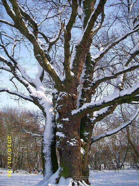 Kraftbaum im Schnee