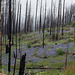 Rim Fire Mather Rd (#0623)