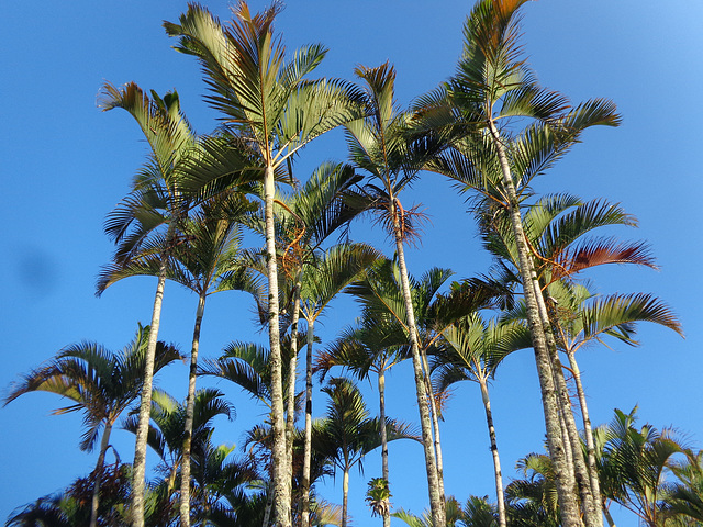 DSC06595 - Areca-bambu Dypsis lutescens, Arecaceae