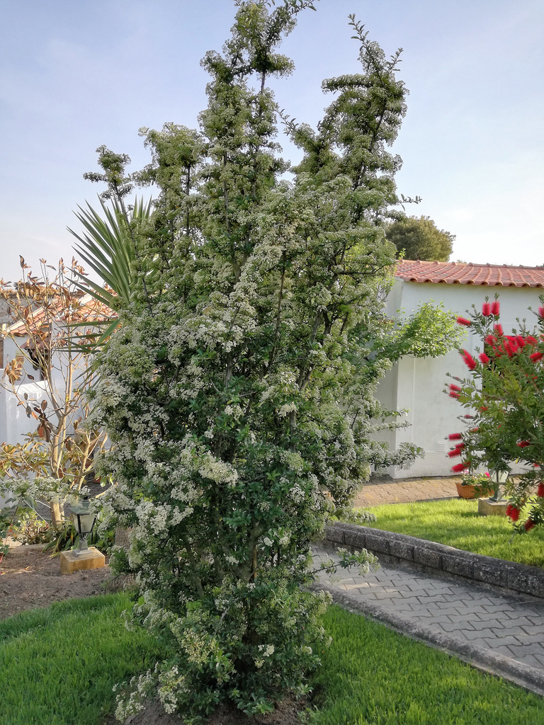 White blossom