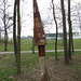 Der Baumpilz im Stadtpark