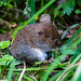 Short tailed vole