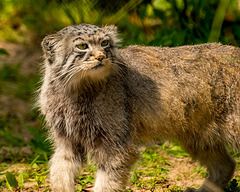 Pallas ' cat