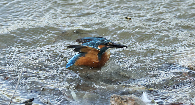 Martin-pêcheur