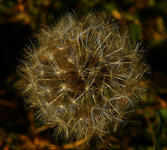 Dandelion