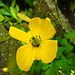 20200609 8216CPw [D~LIP] Mohn, Bad Salzuflen