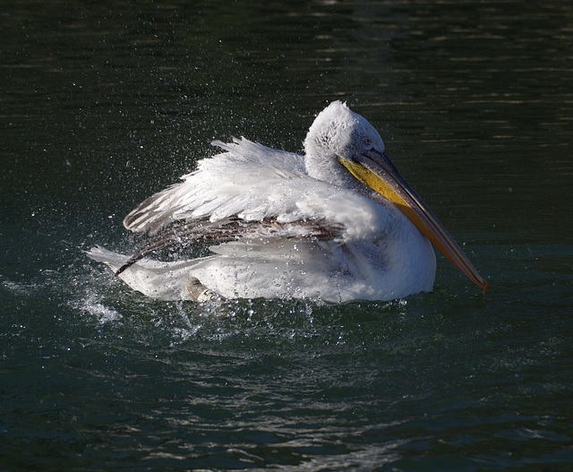 Dalmatian pelican, agitating