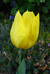 jardin de mon épouse jardin de mon épouse