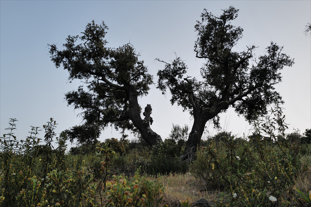 Azinheira, Quercus ilex, Penedos L1002244