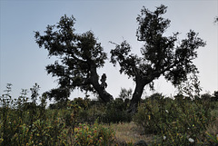 Azinheira, Quercus ilex, Penedos
